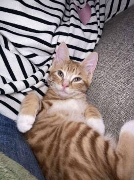 Rescue Domestic Short Hair Cats for Adoption in Campbellsville, Kentucky - Buddy Holly | PetCurious
