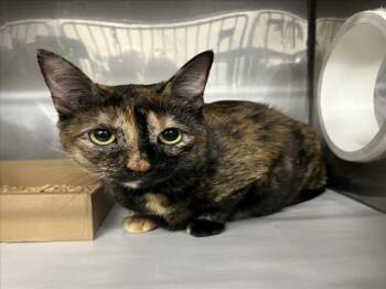 Domestic Short Hair Cats Available for Adoption in Woodland, California - MICKEY | PetCurious