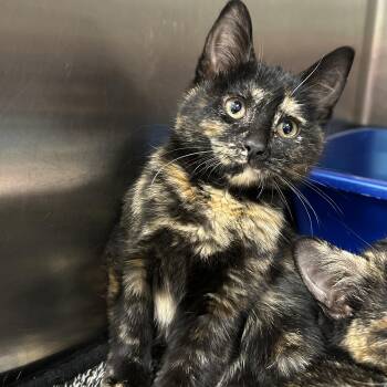 Tortoiseshell Cats Available for Adoption in La Grange Park, Illinois - Lightsaber 3 Of 3 | PetCurious