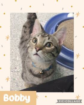 Munchkin and Bengal Cats Available for Adoption in Iron River, Michigan - Bobby | PetCurious