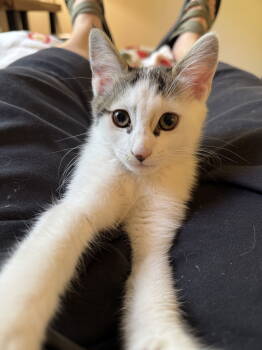 Rescue Domestic Short Hair Cats for Adoption in Reston, Virginia - Prudence | PetCurious