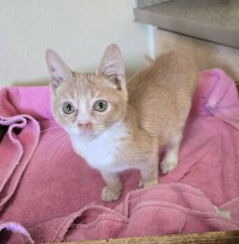 Terry -  Domestic Short Hair Cat for Adoption in Larned, Kansas - Terry | PetCurious