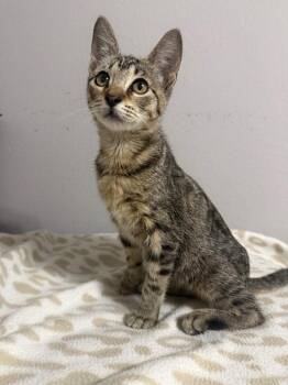 Florence -  Domestic Short Hair Cat for Adoption in Sorrento, Louisiana - Florence | PetCurious