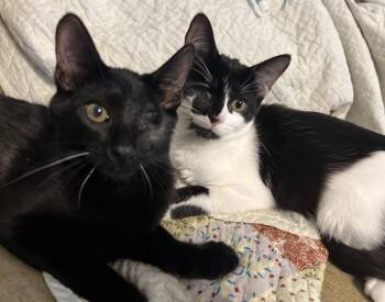 Pirate Spicy NOT Spicy -  Tuxedo and Domestic Short Hair Cat for Adoption in Frisco, Texas - Pirate Spicy NOT Spicy | PetCurious