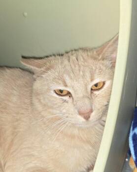 Frankie -  Domestic Short Hair Cat for Adoption in Dickson, Tennessee - Frankie | PetCurious