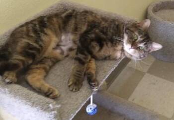 Domestic Short Hair Cats Available for Adoption in Libby, Montana - Autumn | PetCurious