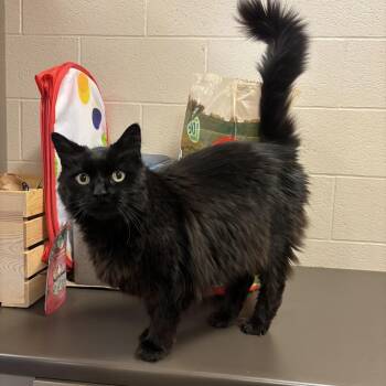 Dakota -  Domestic Long Hair Cat for Adoption in Burlington, Ontario - Dakota | PetCurious