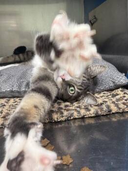 Neville -  Domestic Short Hair Cat for Adoption in Kalispell, Montana - Neville | PetCurious