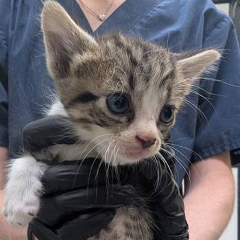 Rescue Domestic Short Hair Cats for Adoption in Galveston, Texas - Rice | PetCurious