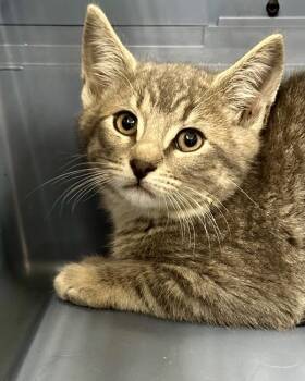 Mack -  Domestic Short Hair Cat for Adoption in Novato, California - Mack | PetCurious