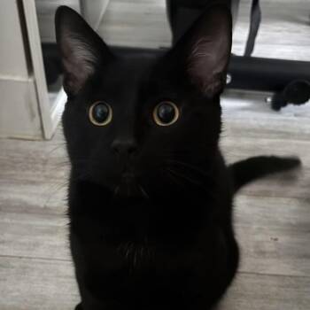 Domestic Short Hair Cats Available for Adoption in Calgary, Alberta - Guillermo | PetCurious