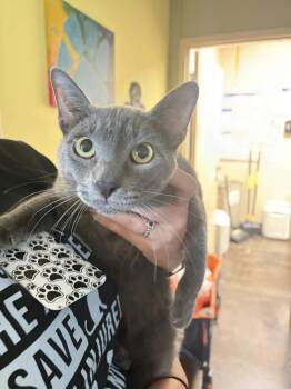 Ilya -  Domestic Short Hair and Russian Blue Cat for Adoption in Rockwall, Texas - Ilya | PetCurious