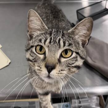 Domestic Short Hair Cats Available for Adoption in Washburn, Missouri - Reuben | PetCurious