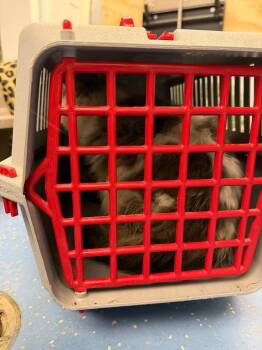 Domestic Long Hair Cats Available for Adoption - Cricket | PetCurious