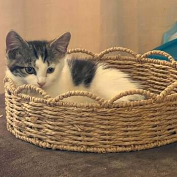 Oscar -  Domestic Short Hair Cat for Adoption in Memphis, Tennessee - Oscar | PetCurious