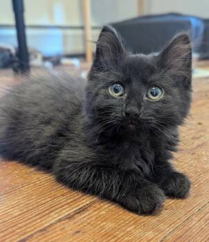 D&D kittens: Mercury (Curry) the Druid -  Domestic Medium Hair Cat for Adoption - D&D Kittens: Mercury (Curry) The Druid | PetCurious