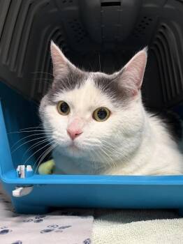 Domestic Short Hair Cats Available for Adoption - Sea | PetCurious