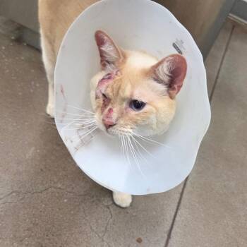 Domestic Short Hair Cats Available for Adoption - Yuki | PetCurious