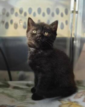 Domestic Short Hair Cats Available for Adoption - Cute One | PetCurious