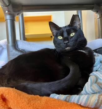 Domestic Short Hair Cats Available for Adoption - ENID | PetCurious