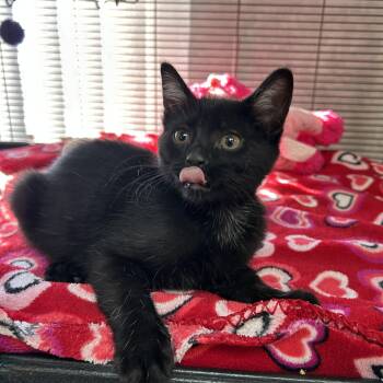 Jolene -  Domestic Short Hair Cat for Adoption - Jolene | PetCurious
