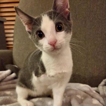 Michelin -  Domestic Short Hair Cat for Adoption in Fort Worth, Texas - Michelin | PetCurious