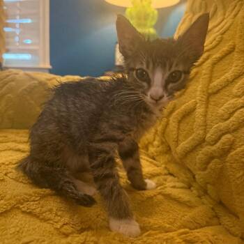 Mouse -  American Shorthair Cat for Adoption in Mount Vernon, Arkansas - Mouse | PetCurious