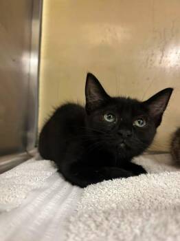 BB -  Domestic Short Hair Cat for Adoption in Fort Myers, Florida - BB | PetCurious
