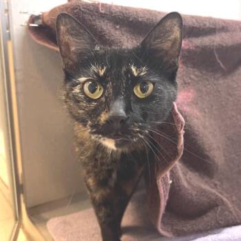 Talia -  Domestic Short Hair Cat for Adoption in Pittsburgh, Pennsylvania - Talia | PetCurious