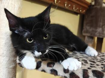 Saker -  Domestic Short Hair Cat for Adoption in Phoenix, Arizona - Saker | PetCurious