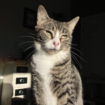 Rescue Domestic Short Hair Cats for Adoption in New York, New York - Depot | PetCurious