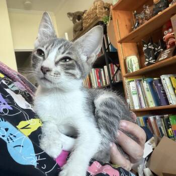 Nutmeg -  Domestic Short Hair and Manx Cat for Adoption in Port Richey, Florida - Nutmeg | PetCurious