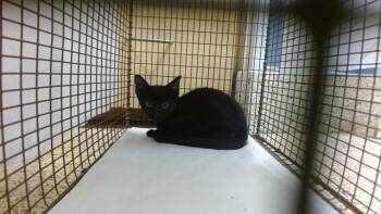 LEANNE -  Domestic Short Hair Cat for Adoption in Doral, Florida - LEANNE | PetCurious