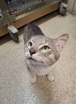 VAN GOGH -  Domestic Short Hair Cat Available for Adoption in Ironwood, Michigan - VAN GOGH | PetCurious