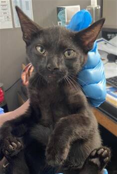 SHINZO -  Domestic Short Hair Cat for Adoption in Dallas, Texas - SHINZO | PetCurious