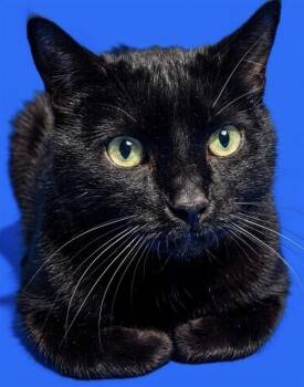 SLY -  Domestic Short Hair Cat for Adoption in Jacksonville, Florida - SLY | PetCurious
