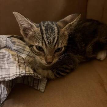 Murdock -  Domestic Short Hair Cat for Adoption in West Palm Beach, Florida - Murdock | PetCurious
