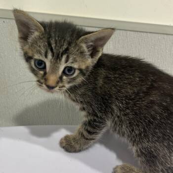 Domestic Short Hair Cats Available for Adoption in Tampa, Florida - Fifi | PetCurious