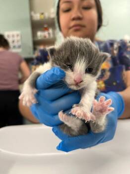 *CLAUDETTE -  Domestic Short Hair Cat for Adoption in Woodland, California - *CLAUDETTE | PetCurious