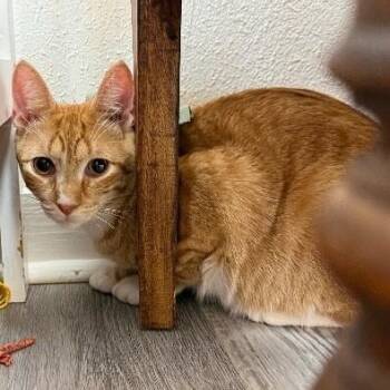 Quinn the Lion from Oz -  Tabby and Domestic Short Hair Cat for Adoption in Friendswood, Texas - Quinn The Lion From Oz | PetCurious