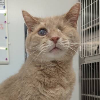 Rescue Domestic Short Hair Cats for Adoption in Manhattan, Kansas - Mr Bean | PetCurious