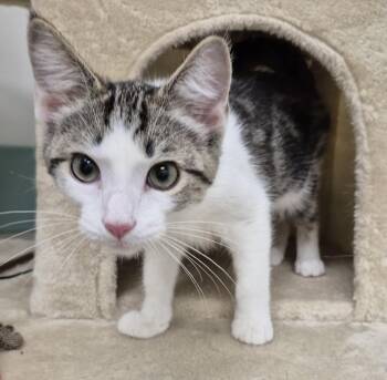 Naruto -  Domestic Short Hair Cat for Adoption in South Bend, Indiana - Naruto | PetCurious