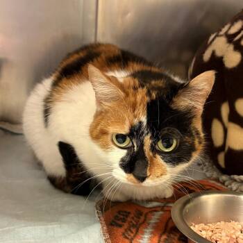 Domestic Short Hair Cats Available for Adoption in Chehalis, Washington - Fiona | PetCurious