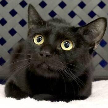 Ophelia -  Domestic Short Hair Cat for Adoption in Fort Davis, Texas - Ophelia | PetCurious
