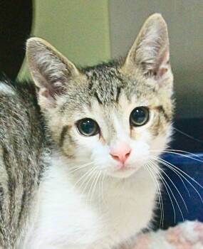 Oak -  Domestic Short Hair Cat for Adoption - Oak | PetCurious