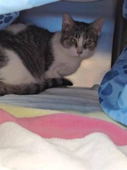 Domestic Medium Hair and Domestic Short Hair Cats Available for Adoption in Montreal, Quebec - Greta | PetCurious