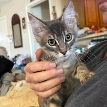 Spaghetti -  Domestic Short Hair Cat for Adoption in League City, Texas - Spaghetti | PetCurious