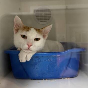 Domestic Short Hair Cats Available for Adoption in Tempe, Arizona - Corduroy | PetCurious