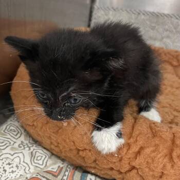 Kiwi -  Domestic Short Hair Cat for Adoption in Port Charlotte, Florida - Kiwi | PetCurious