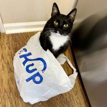 Rescue Tuxedo and Domestic Short Hair Cats for Adoption in Knoxville, Tennessee - Alan Cash Quatermain | PetCurious